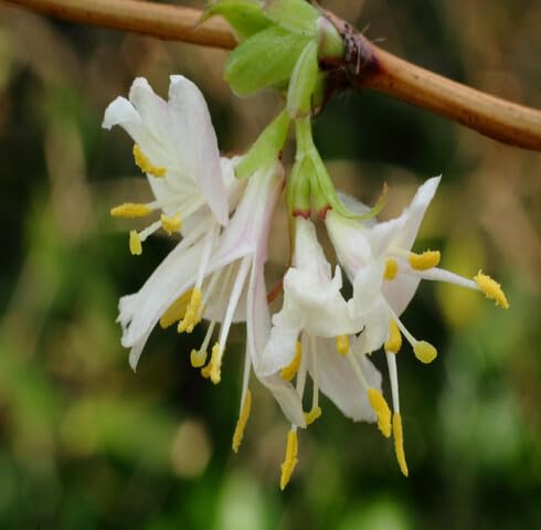Weiße Lonicera Fragrantissima Blumensamen, alte Sorte, gentechnikfrei, hohe Keimrate, Bio-Gartensamen zum Pflanzen
