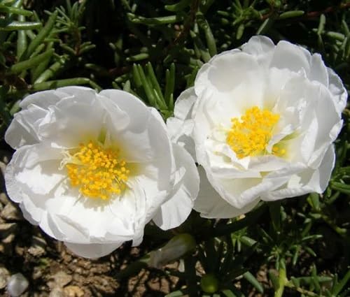 White Moss Rose Flower Seeds for Planting – Heirloom Non-GMO High Germination Organic Garden Seeds