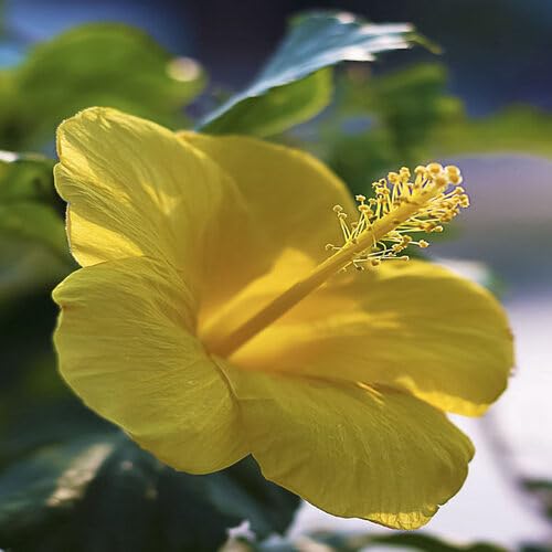 Yellow Hibiscus Flower Seeds – Heirloom Non-GMO High Germination Organic Garden Seeds