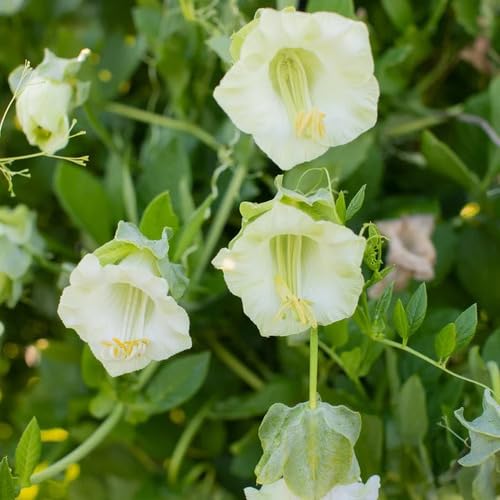 White Cobaea Flower Seeds Heirloom Non-GMO High Germination Organic Garden Seeds for Planting