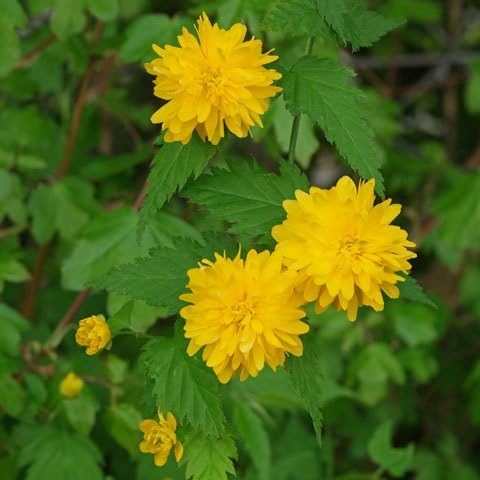 Semillas de flores de Kerria Japonesa Amarilla – Semillas orgánicas cimera, no modificadas genéticamente, de alta germinación