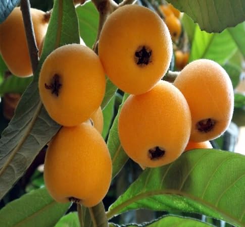 Loquat Seeds – Heirloom, Non-GMO, High Germination Organic Garden Seeds