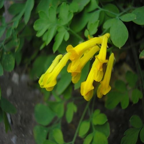 Yellow Corydalis Lutea Flower Seeds – Heirloom, Non-GMO, High Germination Organic Garden Seeds