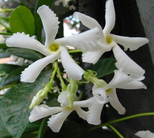 White Trachelospermum Flower Seeds Heirloom Non-GMO High Germination Organic Garden Seeds for Planting