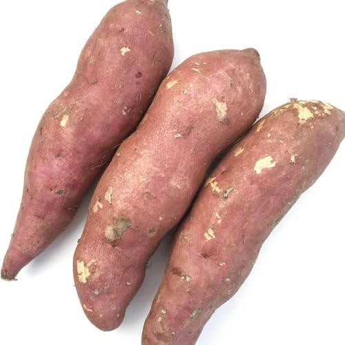 Sweet Potato Brown Seeds – Heirloom, Non-GMO, High Germination Organic Garden Seeds Planting