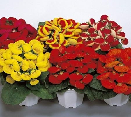 calceolaria flower flower seeds