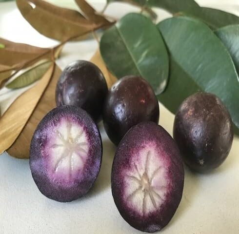 Purple Apple Seeds – Heirloom, Non-GMO, High Germination Organic Garden Seeds