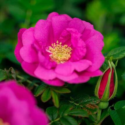 Pink Rugosa Flower Seeds for Planting – Heirloom, Non-GMO, High Germination Organic Garden Seeds