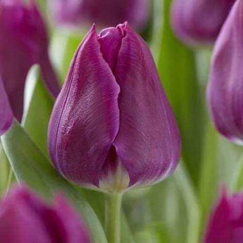 Purple Tulip Flower Seeds Heirloom Non-GMO High Germination Organic Garden Seeds for Planting