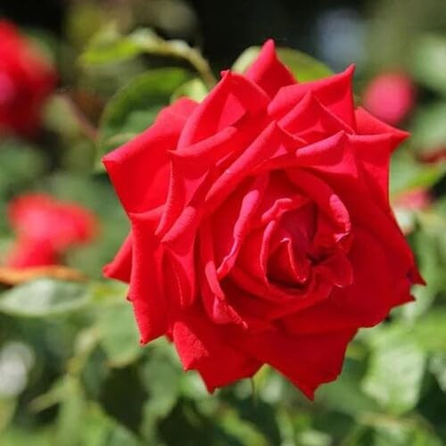 Red Rosa Banksia Flower Seeds for Planting – Heirloom Non-GMO High Germination Organic Garden Seeds