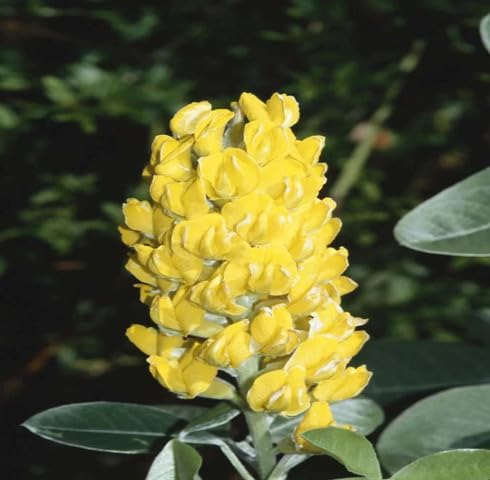 Yellow Argyrocytisus Flower Seeds for Planting – Heirloom, Non-GMO, High Germination Organic Garden Seeds