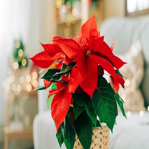 Poinsettia Blumensamen – Alte Sorte, gentechnikfrei, keimstark, Bio-Gartensamen zum Pflanzen