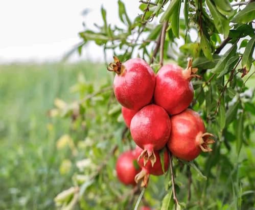 Red Pomegranate Seeds – Heirloom, Non-GMO, High Germination Organic Garden Seeds