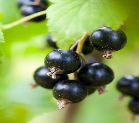 Blackcurrant Seeds – Heirloom, Non-GMO, High Germination Organic Garden Seeds