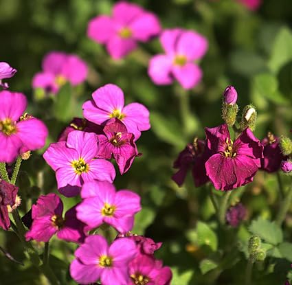 Rosa Gänsekresse Aubrieta Blumensamen – Alte Sorte, gentechnikfrei, hochkeimfähig, Bio-Gartensamen für lebendige Bodendecker