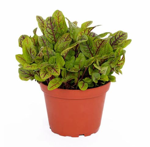 green sorrel flower seeds