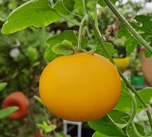 Cucumber Yellow Seeds – Heirloom, Non-GMO, High Germination Organic Garden Seeds Planting