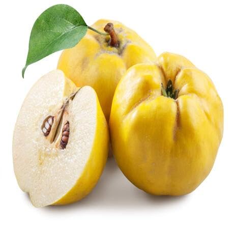 Yellow Quince Seeds Heirloom Non-GMO High Germination Organic Garden Seeds for Planting