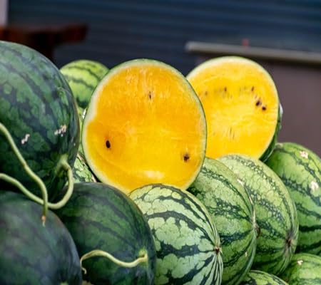 Watermelon Fruit Seeds – Heirloom, Non-GMO, High Germination Organic Garden Seeds