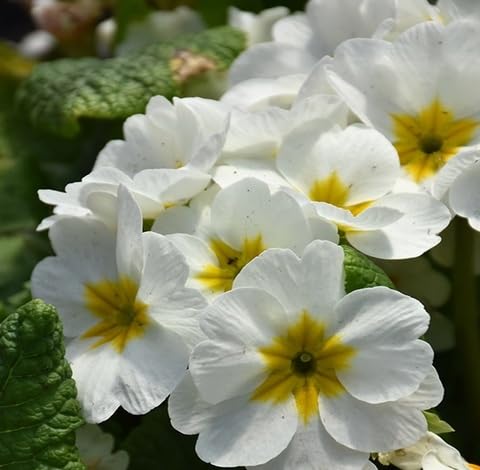 White Primrose Flower Seeds for Planting – Heirloom, Non-GMO, High Germination