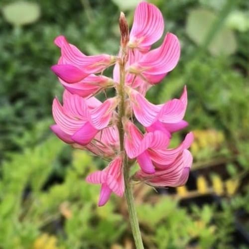 Pink Sainfoin Flower Seeds Heirloom Non-GMO High Germination Organic Garden Seeds for Planting