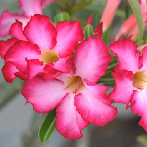 Pink Adenium Flower Seeds for Planting – Heirloom, Non-GMO, High Germination Organic Garden Seeds
