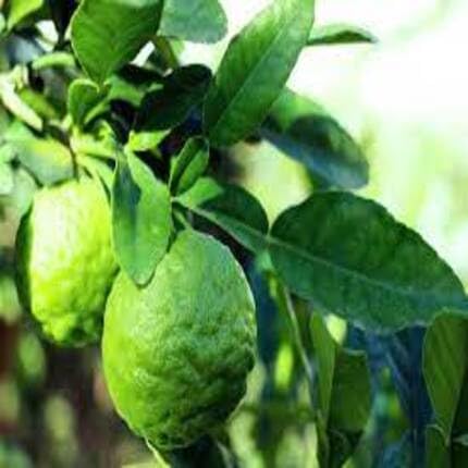 kaffirlimefruitgreenheirloomnongmo flower seeds