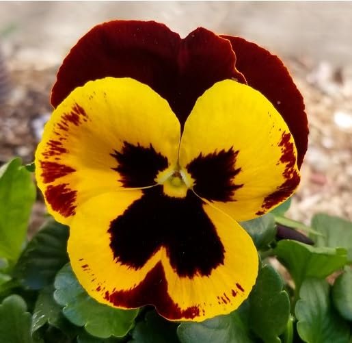 Trailing Pansy Flower Seeds – Heirloom, Non-GMO, High Germination Organic Seeds