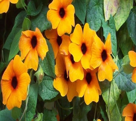 Thunbergia Flower Seeds Heirloom Non-GMO High Germination Organic Garden Seeds for Planting