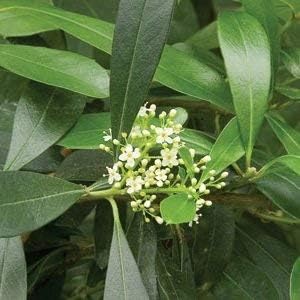 whiteilexparaguayensisheirloomnongmo flower seeds