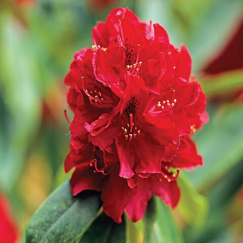 Red Rhododendron Flower Seeds for Planting – Heirloom Non-GMO High Germination Organic Garden Seeds