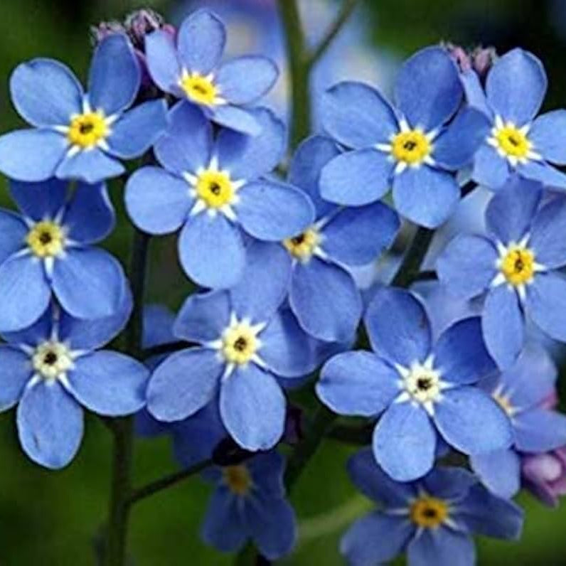 easy to flower seeds