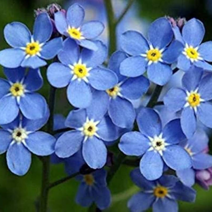 easy to flower seeds