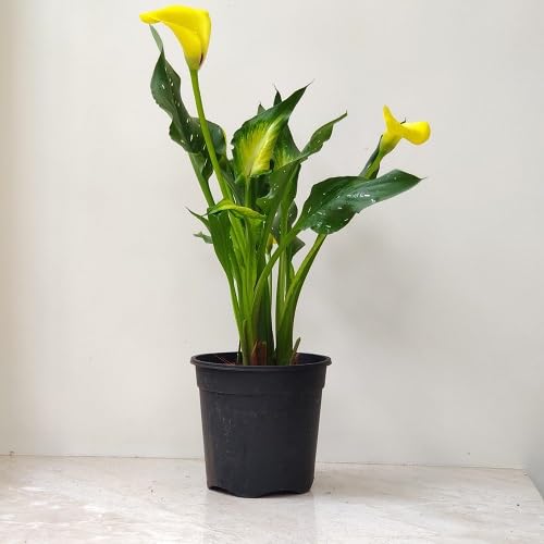 Yellow Calla Lilly Flower Seeds – Heirloom, Non-GMO, High Germination Organic Garden Seeds for Planting