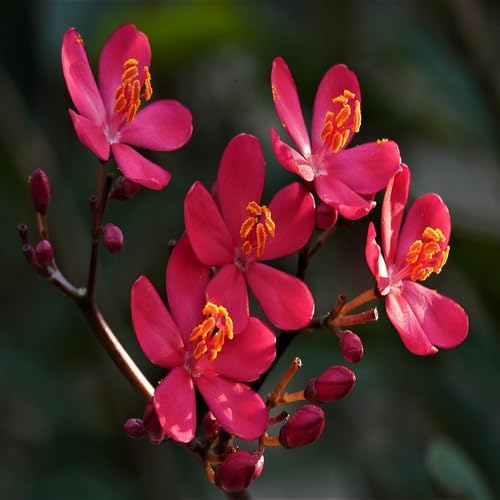 pink jatropha flower seeds