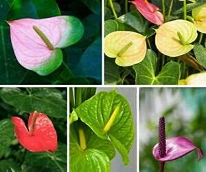 mixedanthuriumheirloomnongmo flower seeds