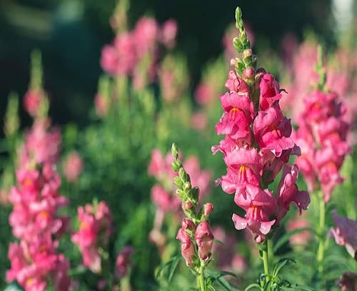 Rosa Antirrhinum Blumensamen – Historisch, gentechnikfrei, hohe Keimfähigkeit, Bio-Gartensamen zum Pflanzen