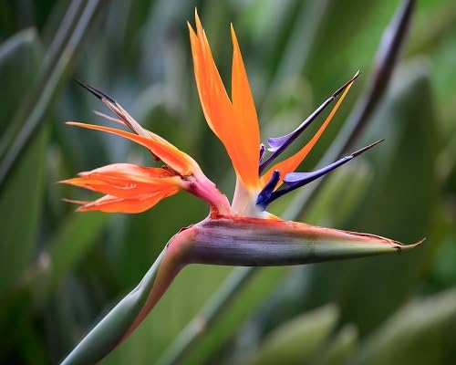 Semillas de Flor Strelitzia Reginae Rosas – Cimiente, Sin OGM, Semillas Orgánicas de Jardín de Alta Germinación