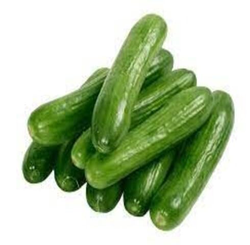 Green Cucumber Seeds – Heirloom, Non-GMO, High Germination Organic Garden Seeds Planting