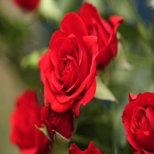 redroseflowerheirloomnongmo flower seeds