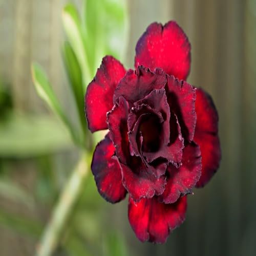 Red Black Adenium Flower Seeds Heirloom Non-GMO High Germination Organic Garden Seeds for Planting