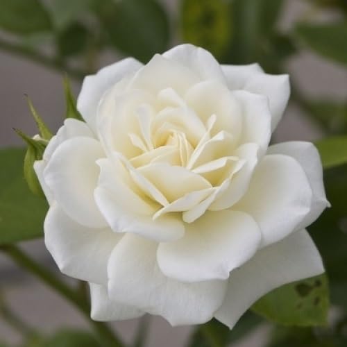 Rose Flower Seeds White Heirloom Non-GMO High Germination Organic Garden Seeds for Planting