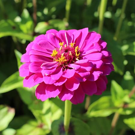 Zinnia Flower Seeds Purple – Heirloom Non-GMO High Germination Organic Garden Seeds