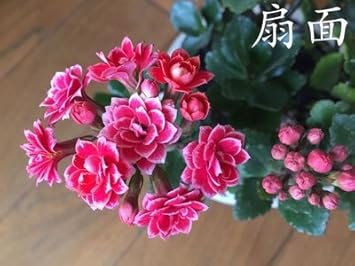 pinkgloxiniaflowerheirloomnongmo flower seeds
