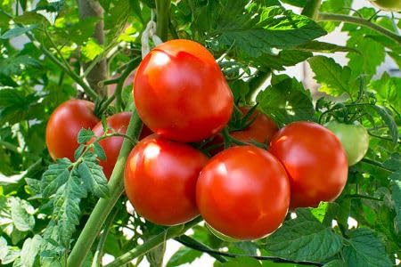 Red Tomato Seeds – Heirloom, Non-GMO, High Germination Organic Garden Seeds Planting