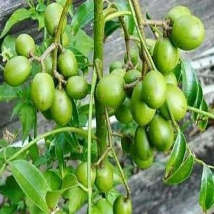 Spondias Seeds – Heirloom, Non-GMO, High Germination Organic Garden Seeds