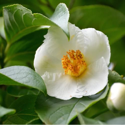 Semillas de flor de stewartia blanca, herencia, no transgénicas, alta germinación, semillas de jardín orgánicas para plantar