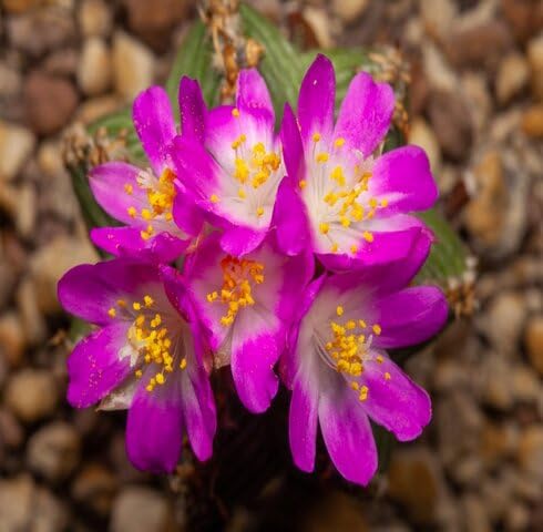 Pink Aztekium Valdez Flower Seeds Heirloom Non-GMO High Germination Organic Garden Seeds for Planting