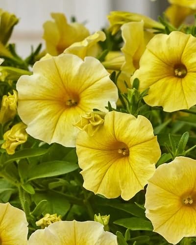 Yellow Double Petunia Flowers Seeds – Heirloom, Non-GMO, High Germination Organic Garden Seeds for Planting