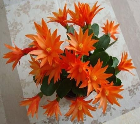 Rhipsalidopsis Orange Flower Seeds for Planting – Heirloom Non-GMO High Germination Organic Garden Seeds
